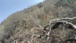 चैत–वैशाखमा ढकमक फुल्ने गुराँसलाई यस वर्ष किन बैंस नआएको होला ? 